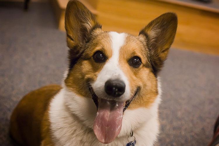 Corgi dog smiling at the camera.
