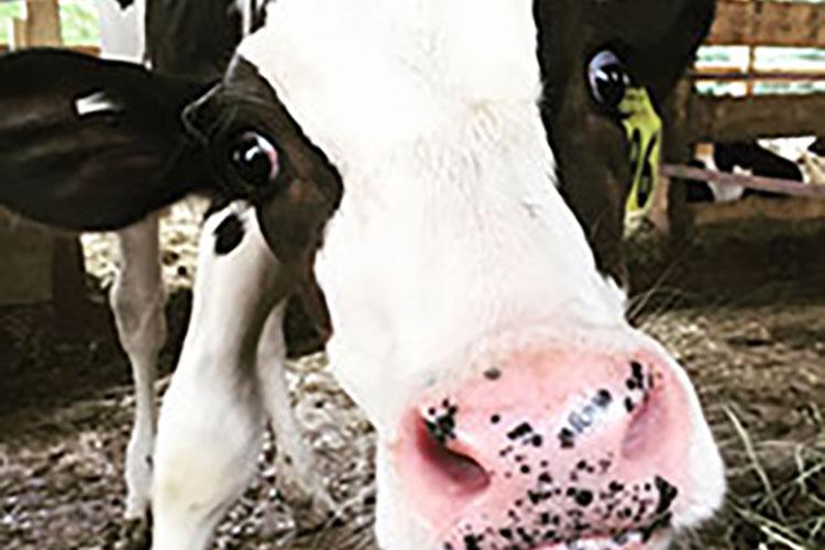 Close up of a cow's face