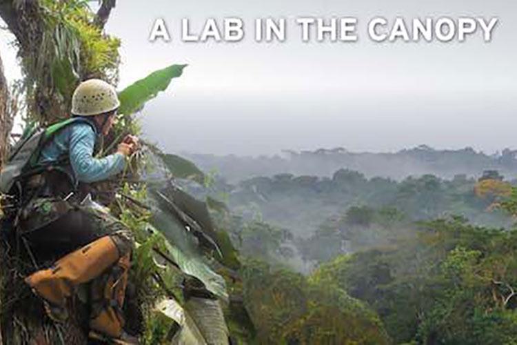 Above a rainforest canopy.