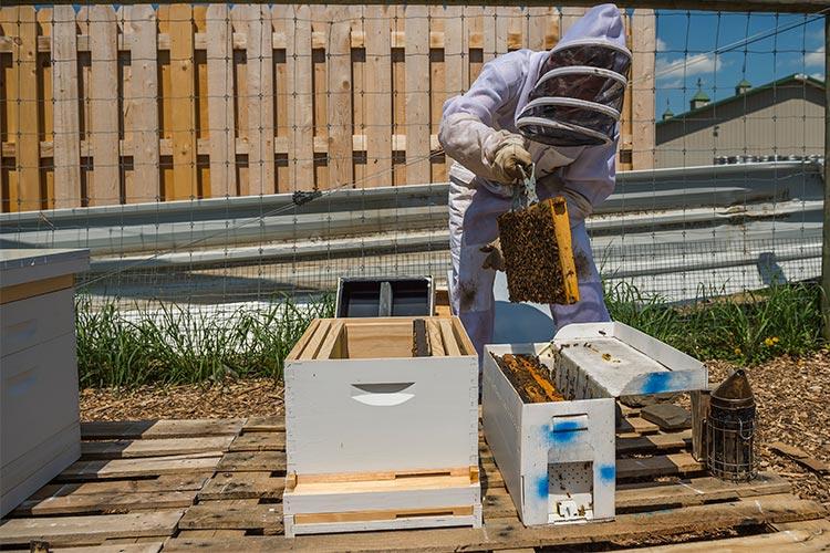 Beekeeping club gets underway with installation of new hives at the Community Garden.