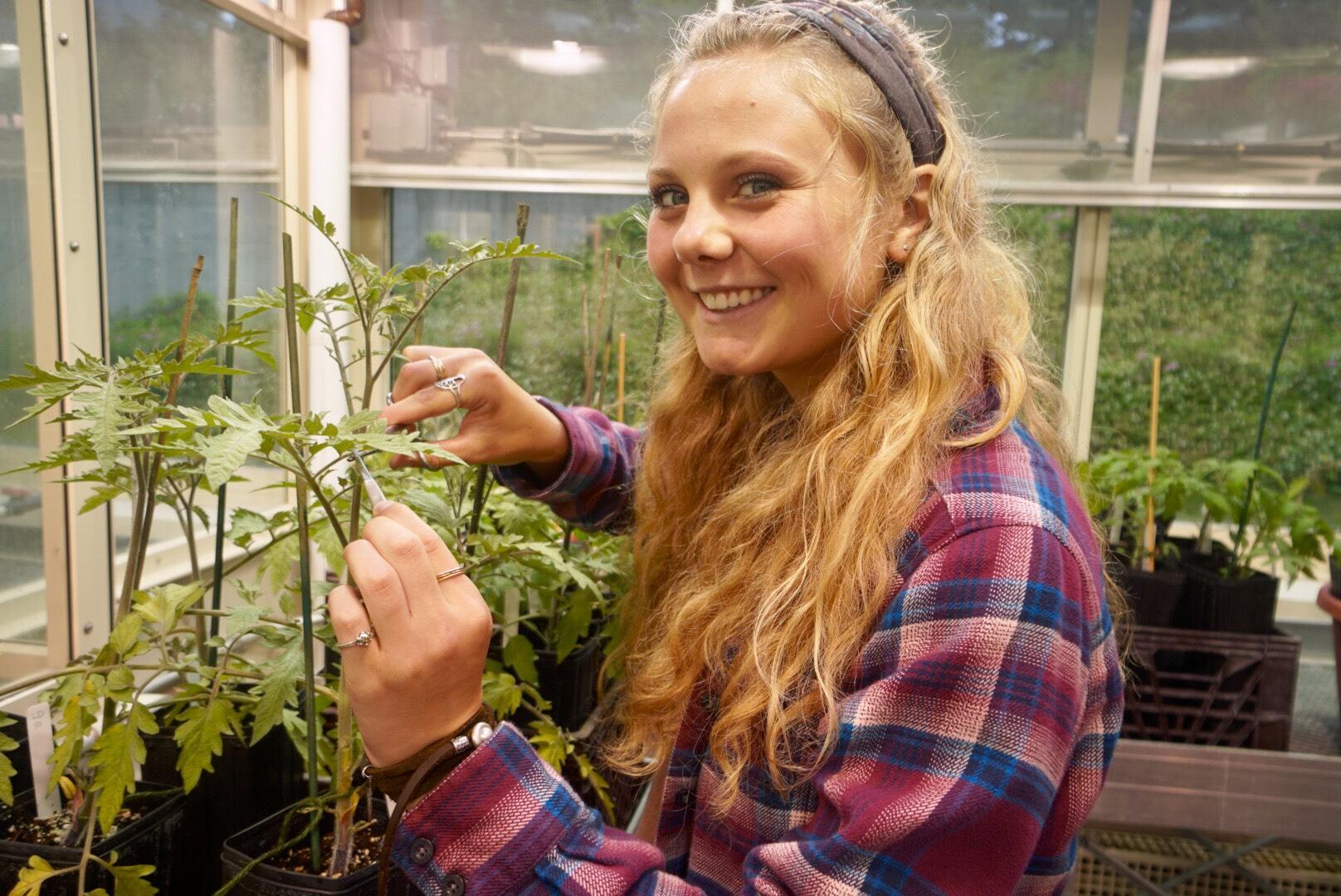 Christine Horn ’19 works with a tomato plant in the Colgate University greenhouse