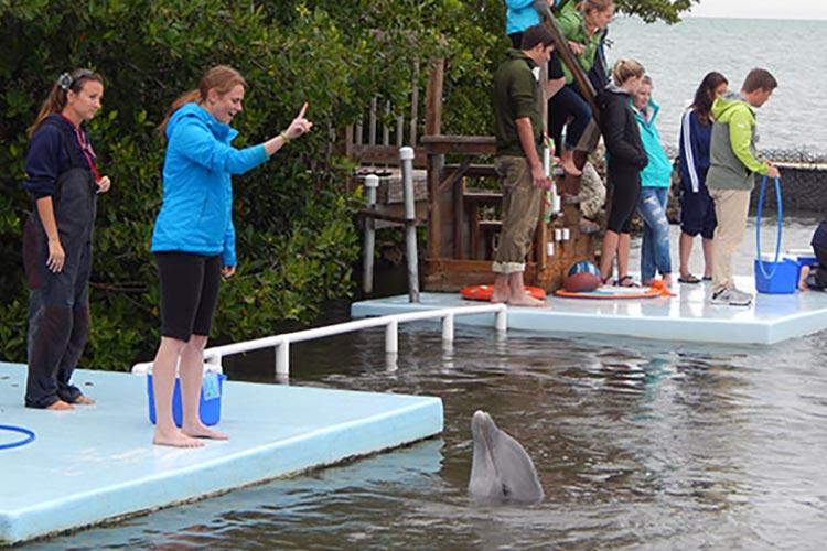 Tori Hymel stands on a platform looking down at a dolphin