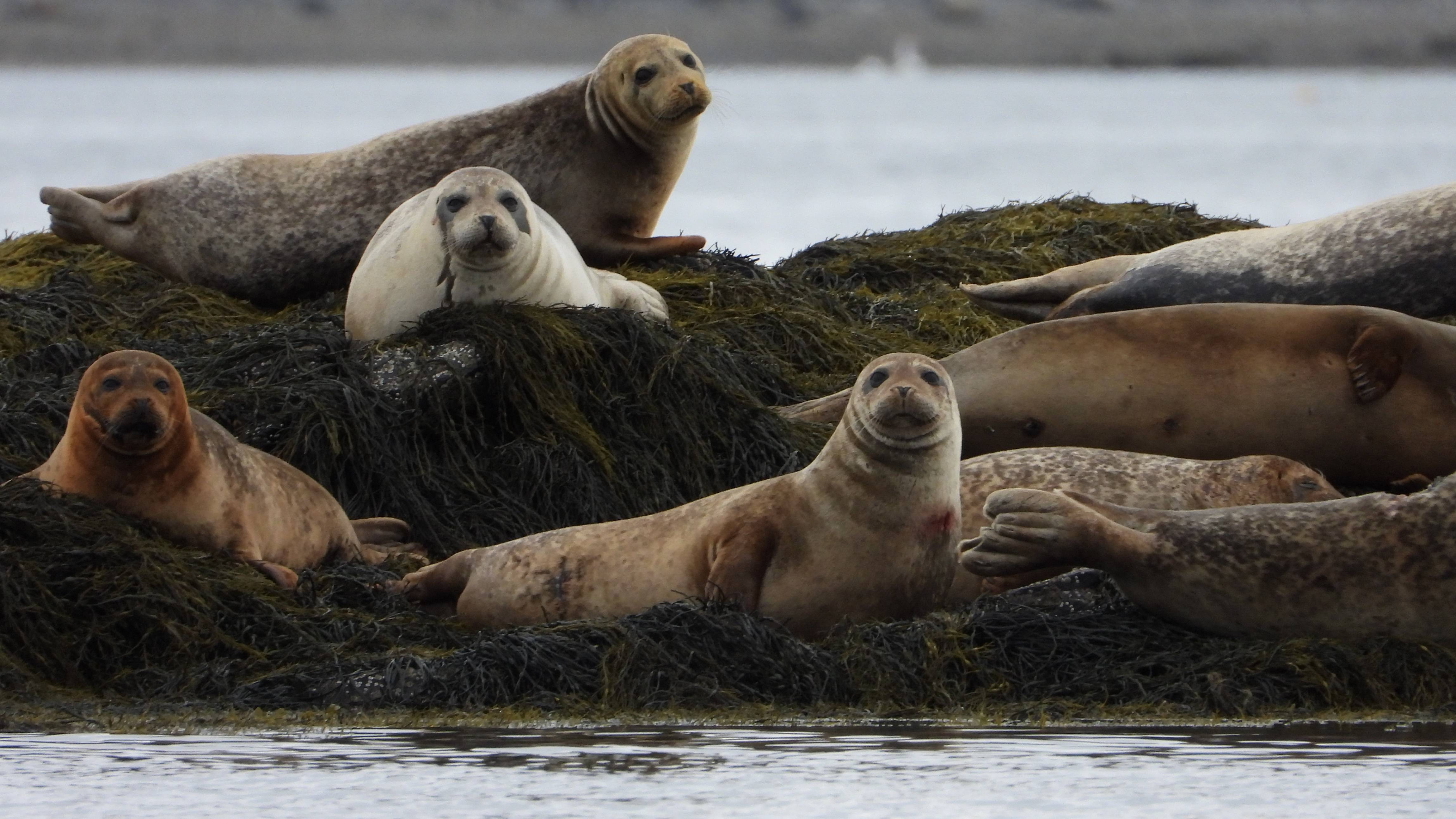 Harbor seals at Casco Bay haul-out site