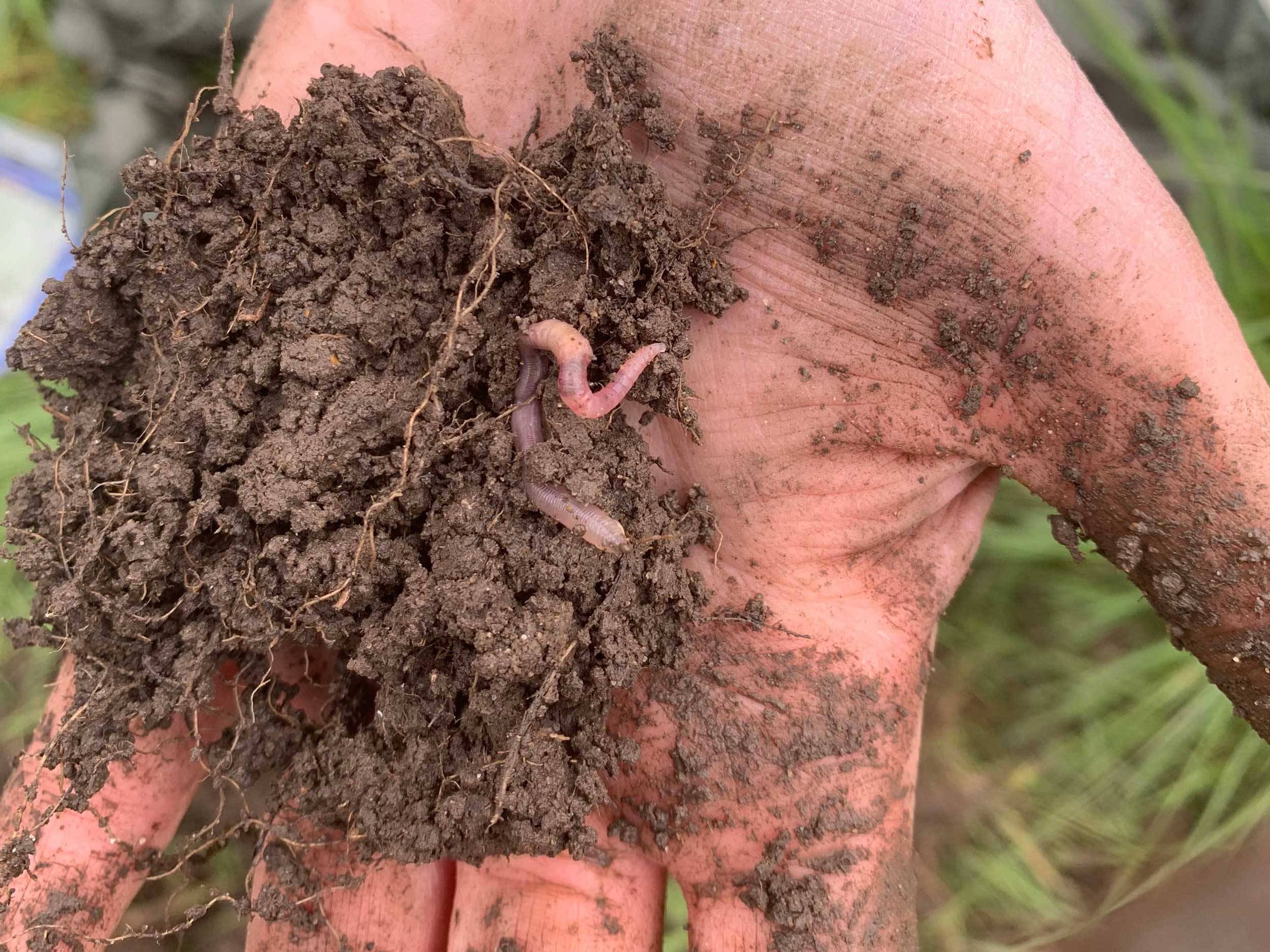 hand holding worm and dirt