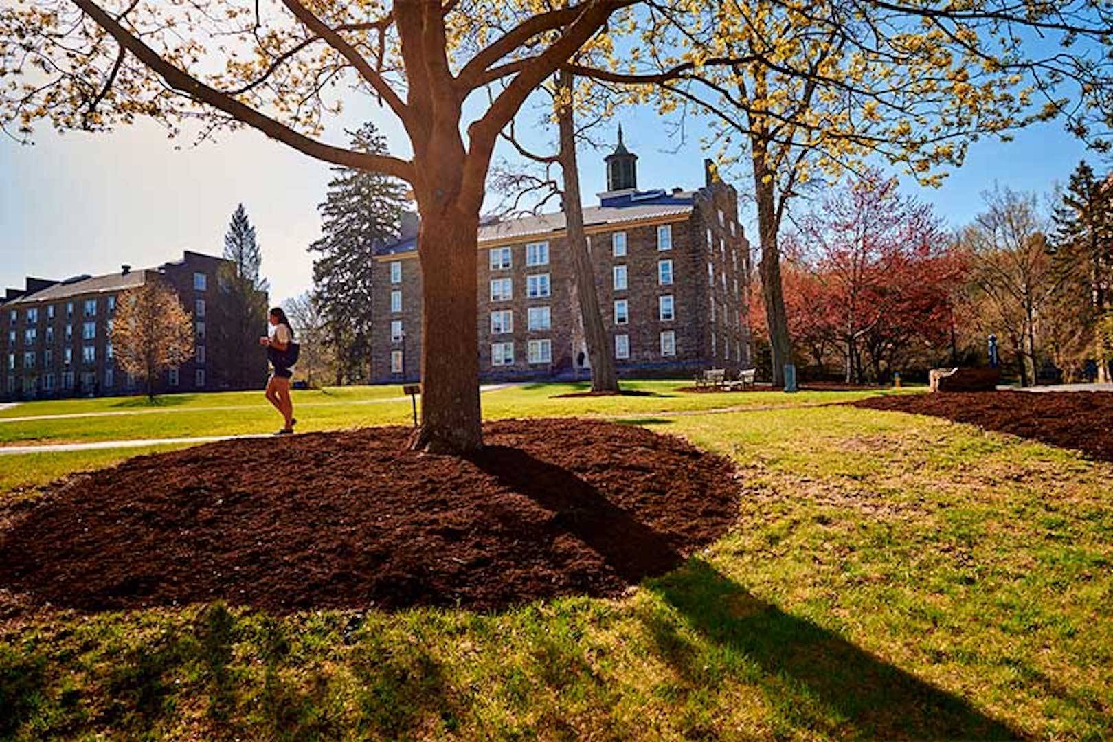 Colgate upper campus on fall mid-day as woman walks past blooming tree. 