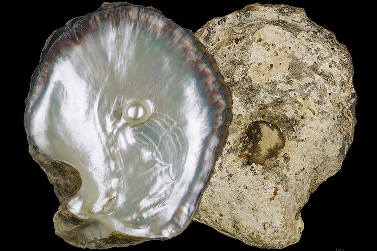Pinctada margaritifera, pearl oyster
