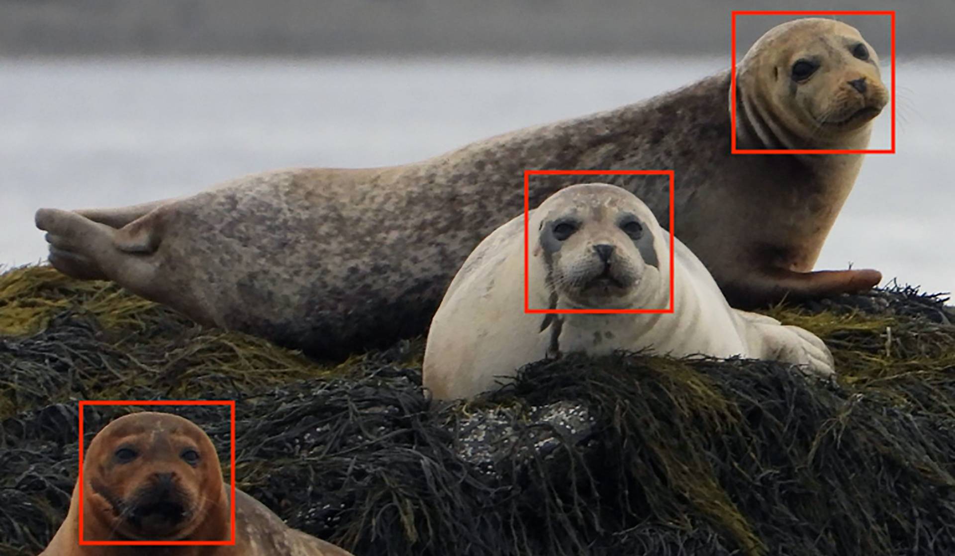 SealFinder photo