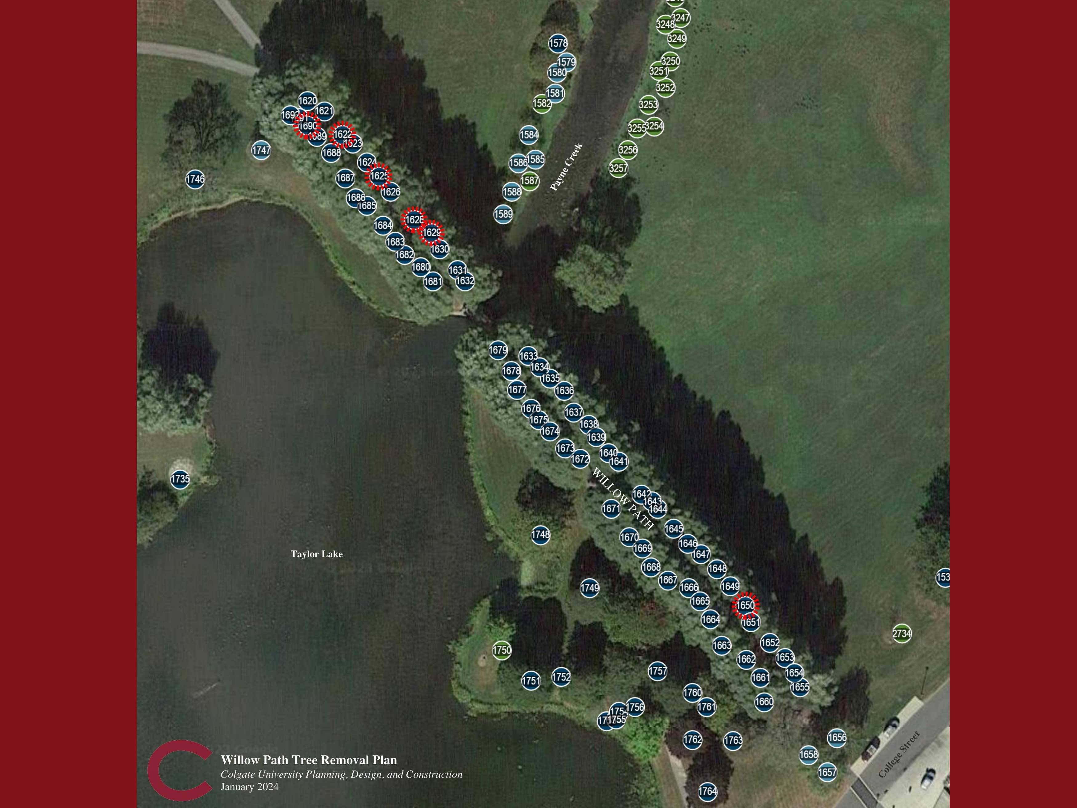 Diagram of Willow Path tree removals