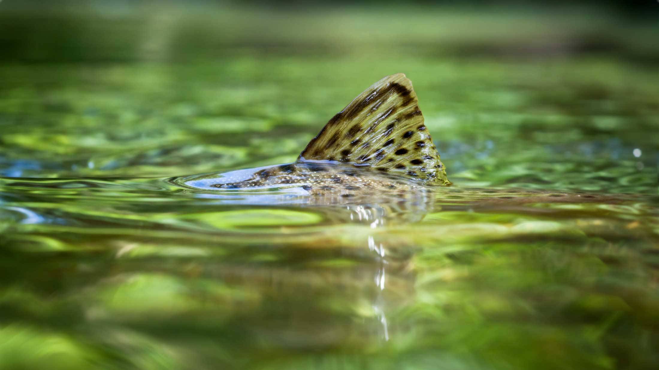 Book trout fin above water