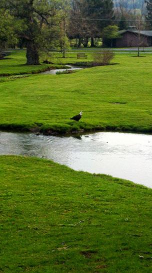 This bald eagle was spotted on campus today. (Photo by Joe Bello)