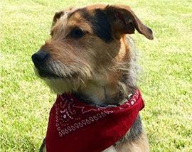 Dog wearing a red bandana