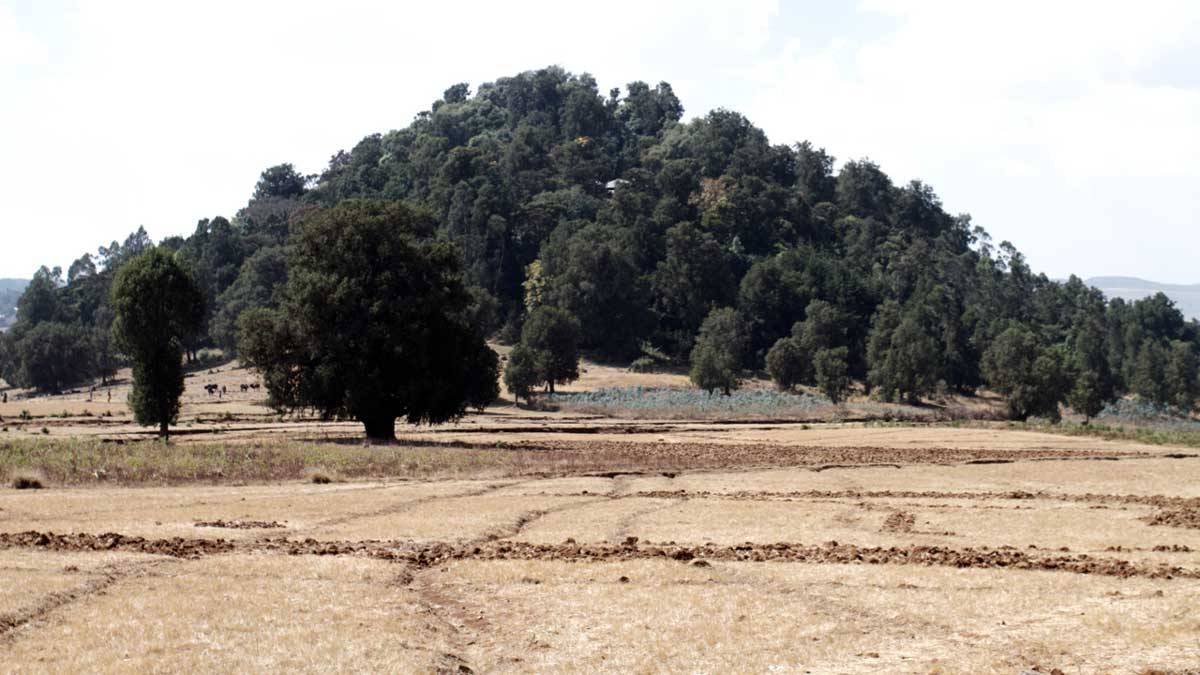 A sacred forest rises from farmland in Ethiopia