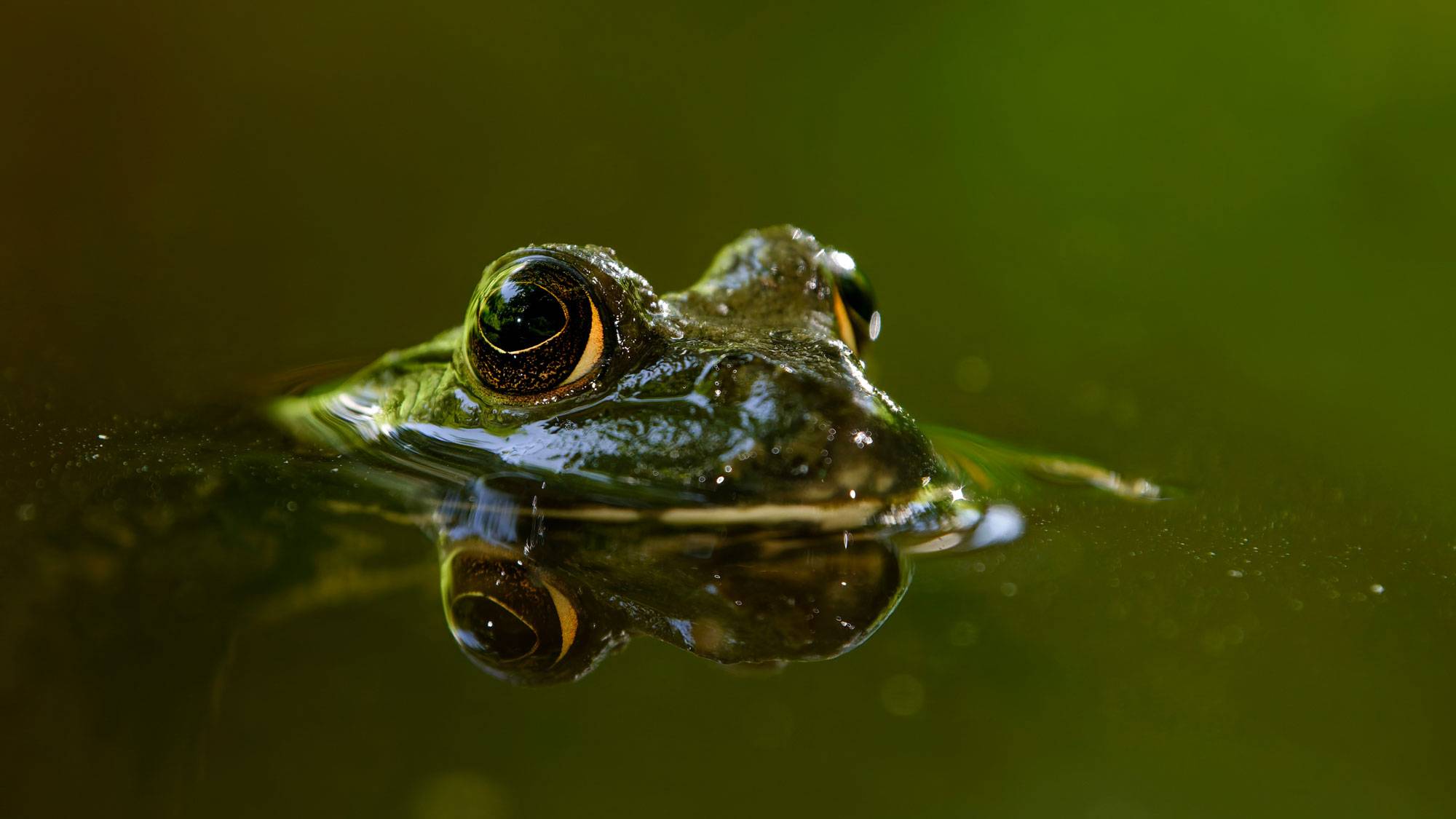waterfrog peeking out of pond