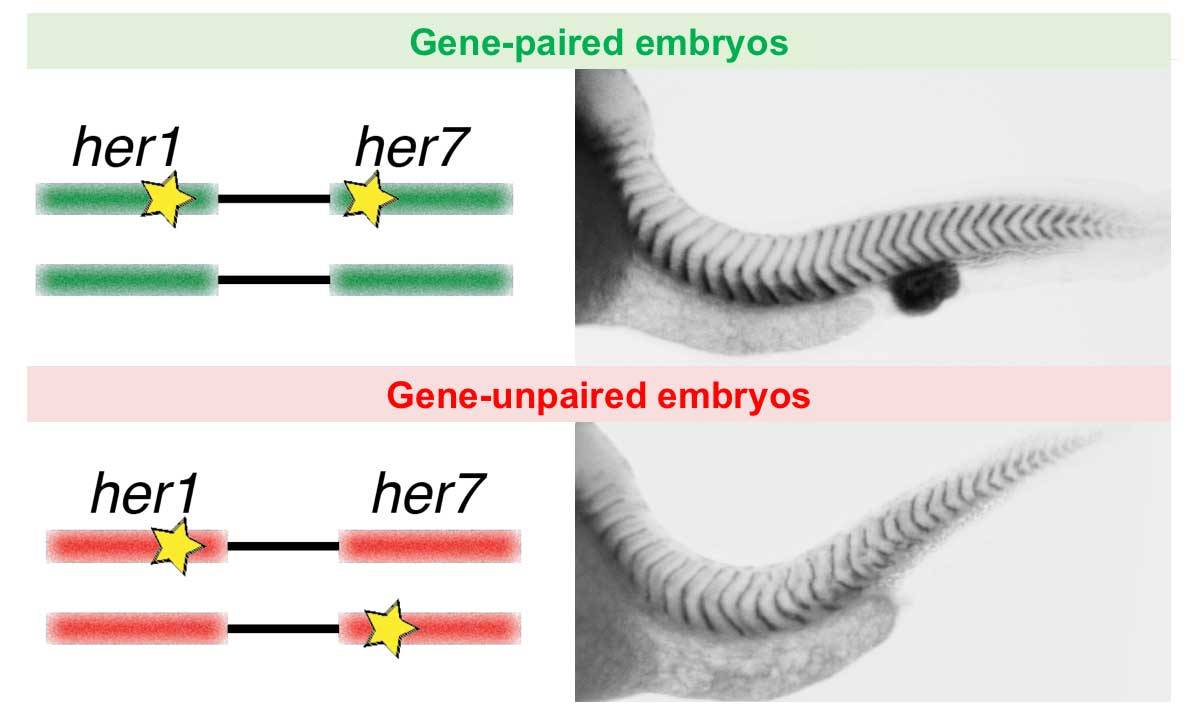 Double heterozygous embryos generated with CRISPR/Cas9
