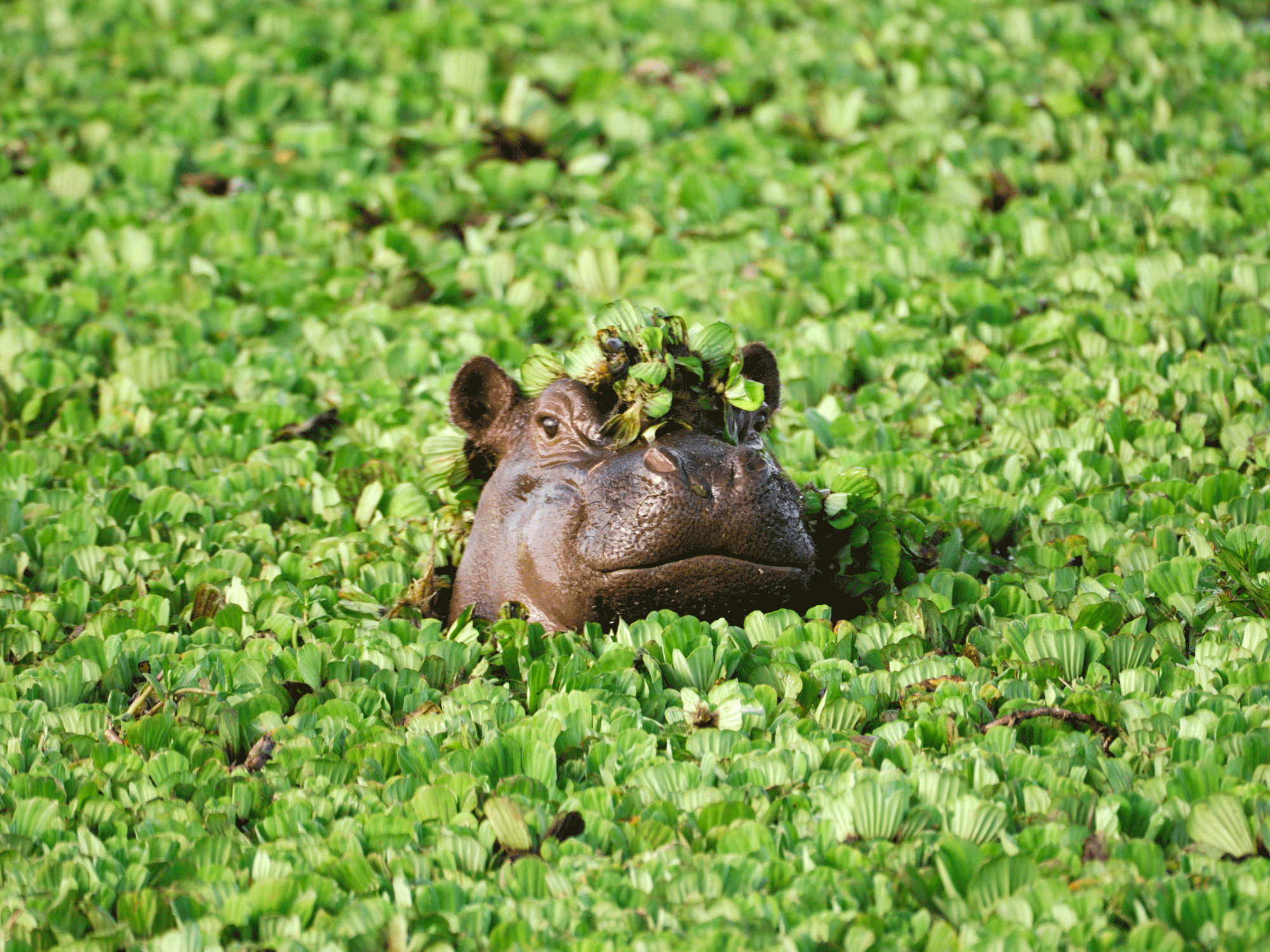 Hippo looking out of greenery
