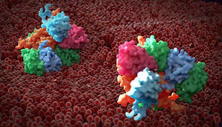 Plasma membrane of a human cell