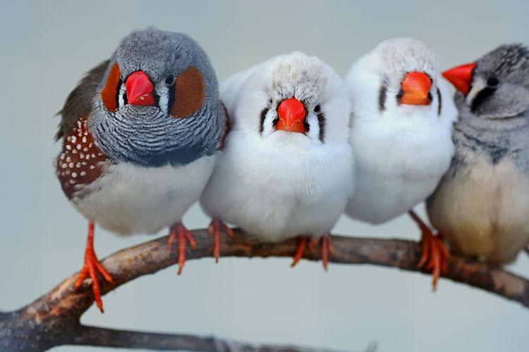 zebrafinches