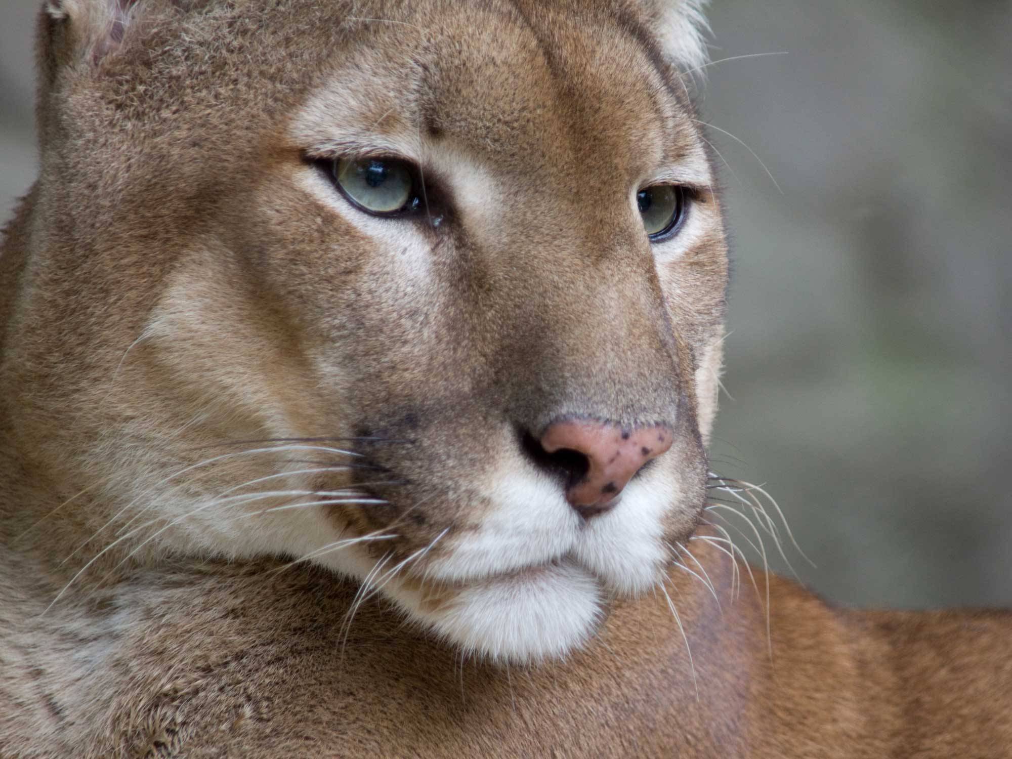 Puma Concolor