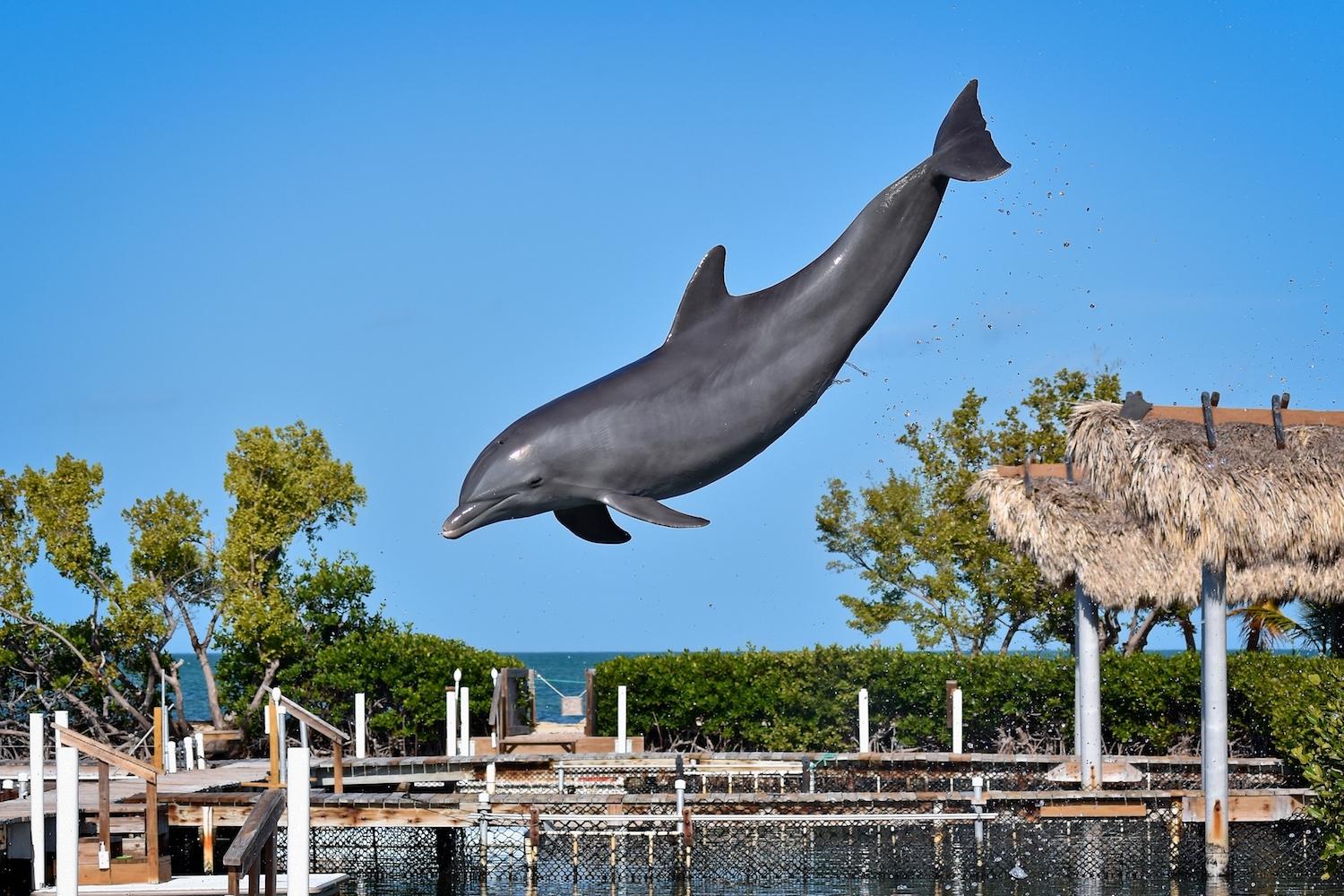 Dolphin seen leaping out of water