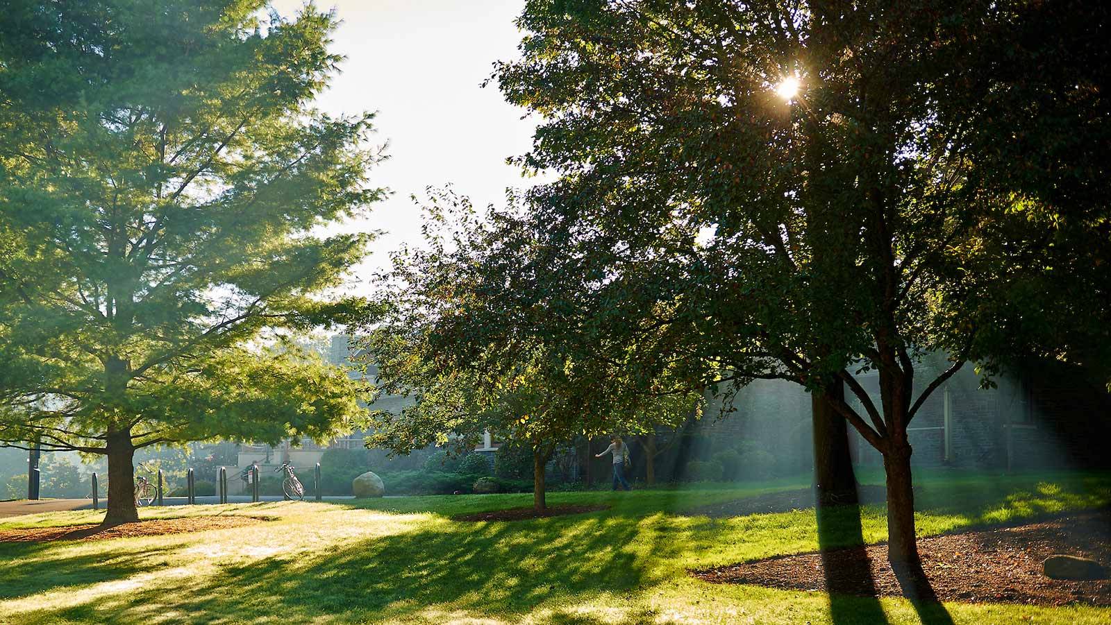 Sun shining through tree branches