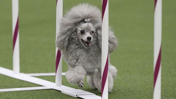 Barbara Hoopes's dog Tommy takes part in the agility competition at Westminster. (Photo courtesy of Associated Press)